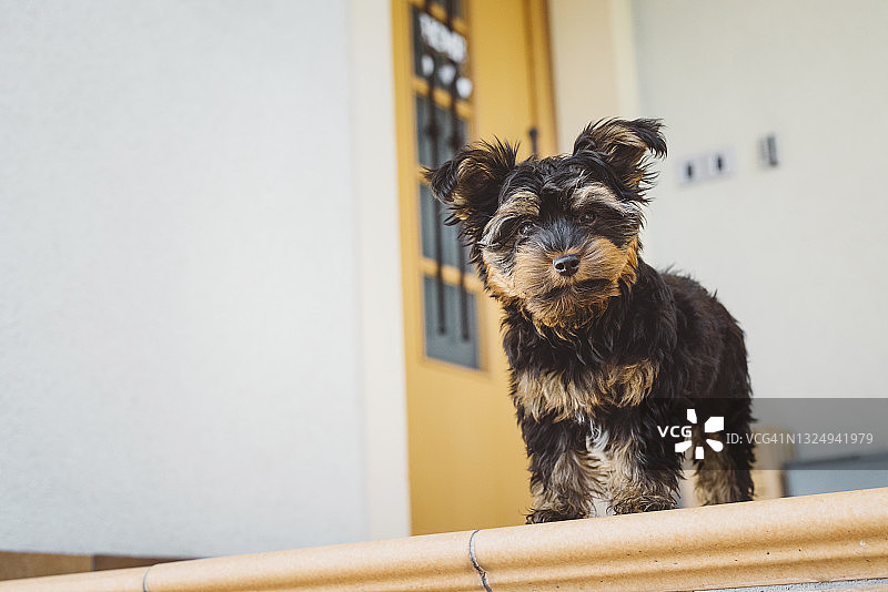 向下看楼梯的可爱小狗图片素材