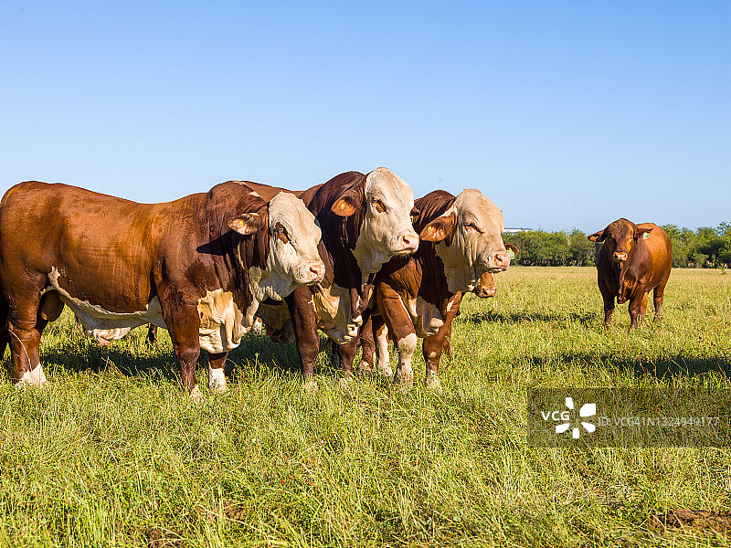 田野上吃草的牛的肖像图片素材