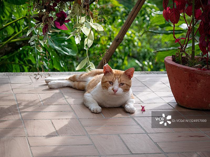 在哥伦比亚明卡花园里，眼睛斜视的白猫图片素材