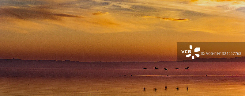 索尔顿湖日落时分飞翔的鸟图片素材