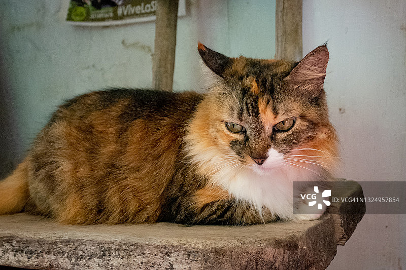 哥伦比亚明卡，椅子上的好奇猫咪图片素材