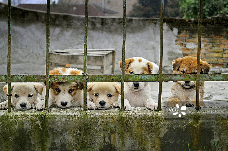 在铁栅栏之间玩耍的小狗肖像图片素材