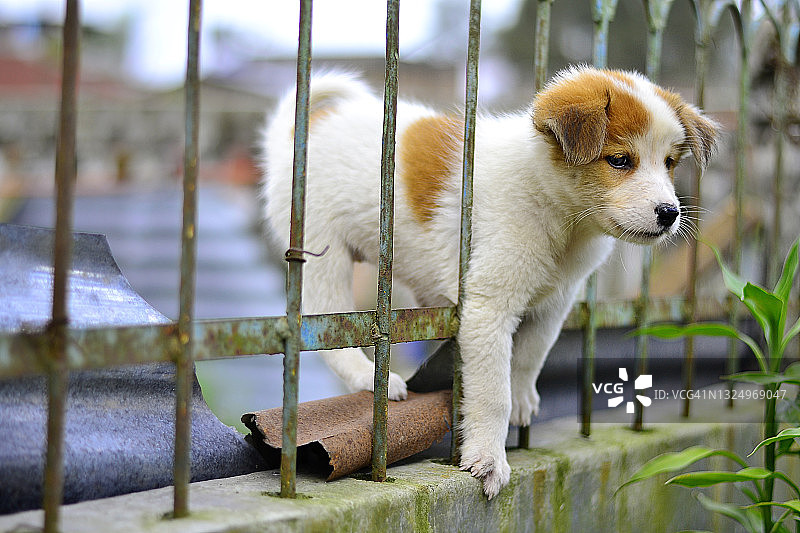 特写：栅栏间的幼犬图片素材