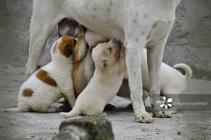 小狗哺乳的肖像图片素材