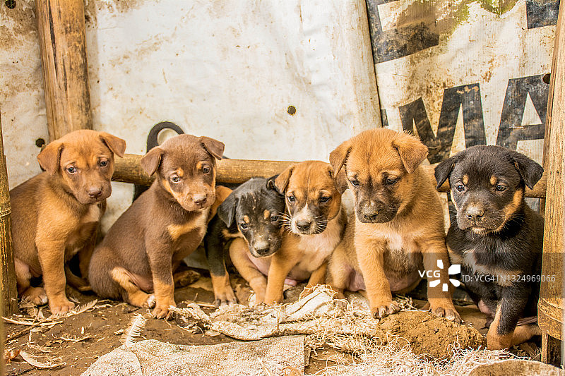 可爱的幼犬家庭合影图片素材