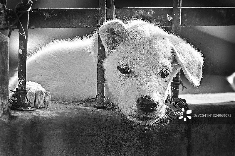 栅栏间玩耍的小狗肖像图片素材