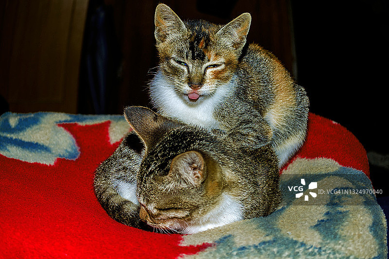 两只小猫的人像照片图片素材