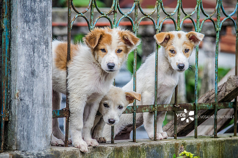 三只小狗在铁栅栏间玩耍的肖像图片素材