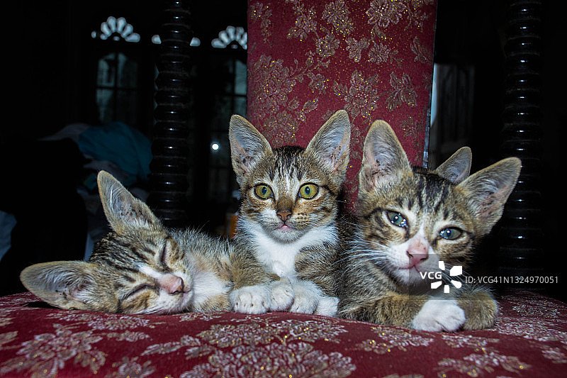 三只小猫慵懒时的肖像图片素材