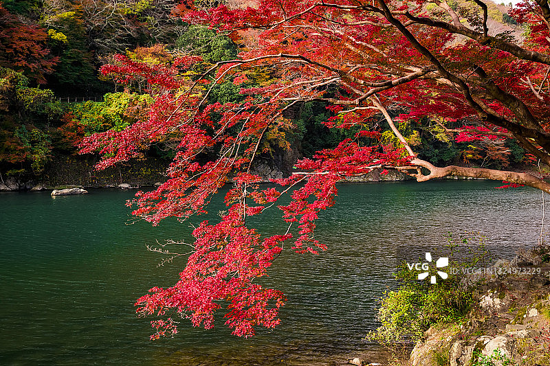 秋季的桂川，位于日本京都，日本枫树呈现出秋天的色彩图片素材