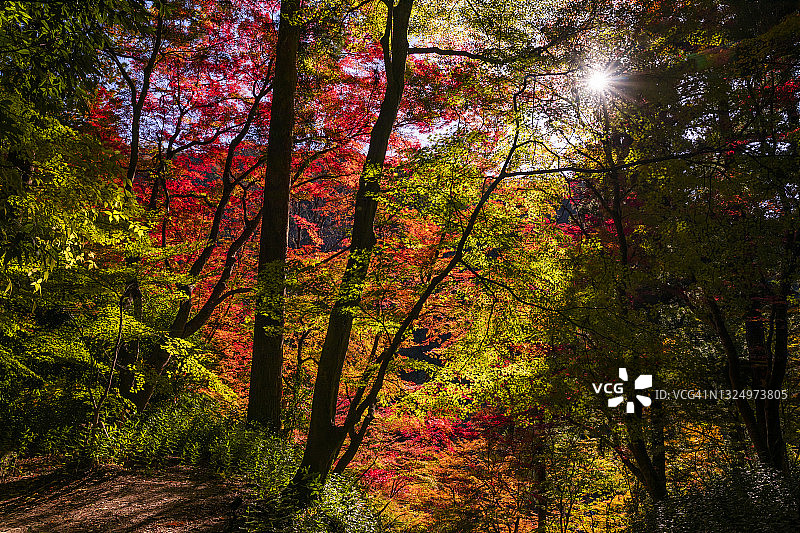 日本公园的秋天：秋色中的日本枫树图片素材