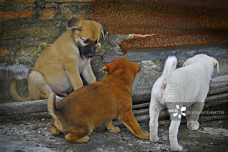 一起玩耍的可爱小狗肖像图片素材