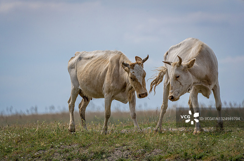 牛在罗马尼亚卡拉奥尔曼森林的景观中嬉戏图片素材
