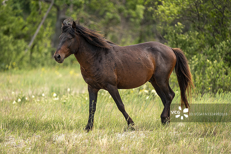多瑙河三角洲野马群，背景为罗马尼亚莱特亚森林图片素材