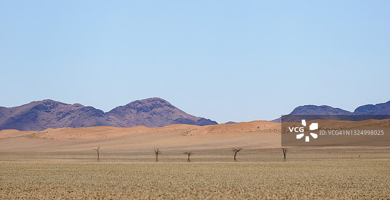 纳米比亚纳米布沙漠中的树木图片素材