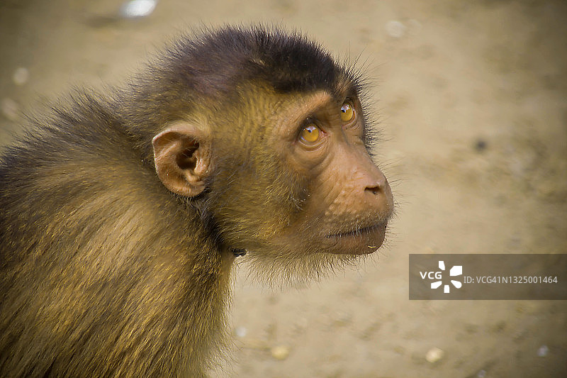 猴子的特写肖像图片素材