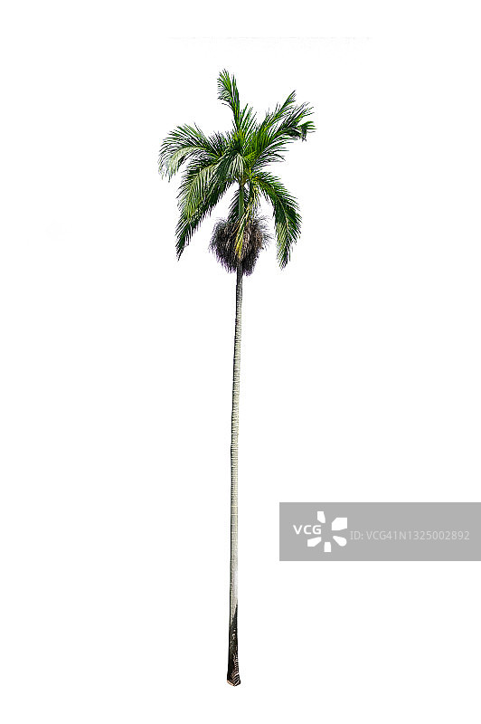 白色背景下的棕榈树图片素材