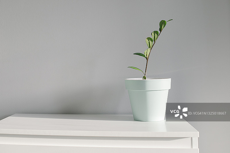 柜子上盆栽的榕树家居植物图片素材