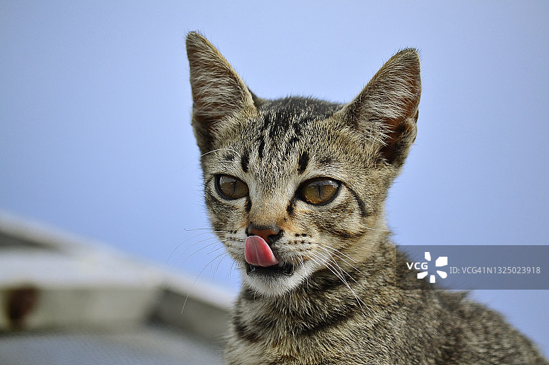 特写：吐舌头的小猫图片素材