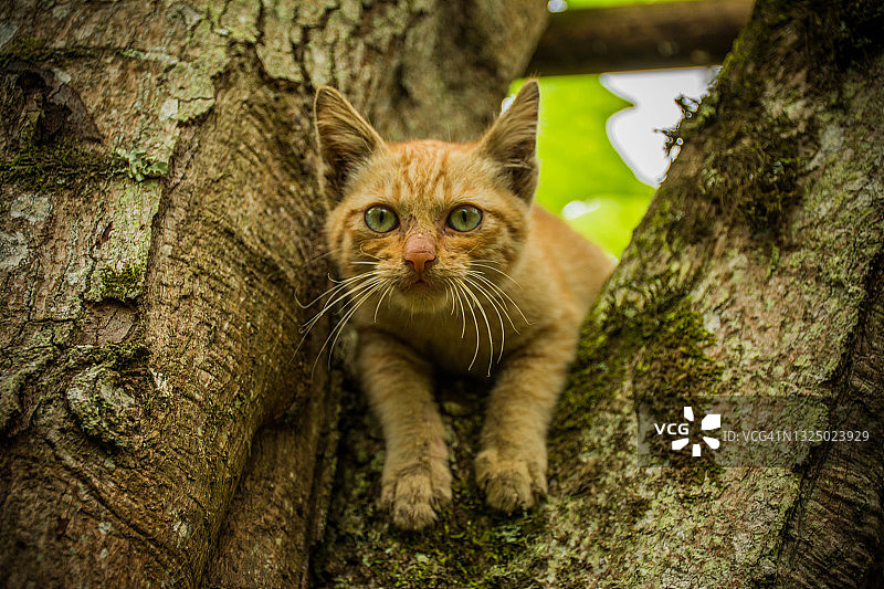 小猫独自在树上玩耍的特写图片素材