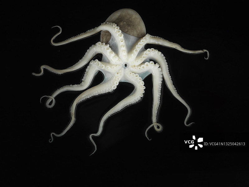 黑色背景上的章鱼图片素材