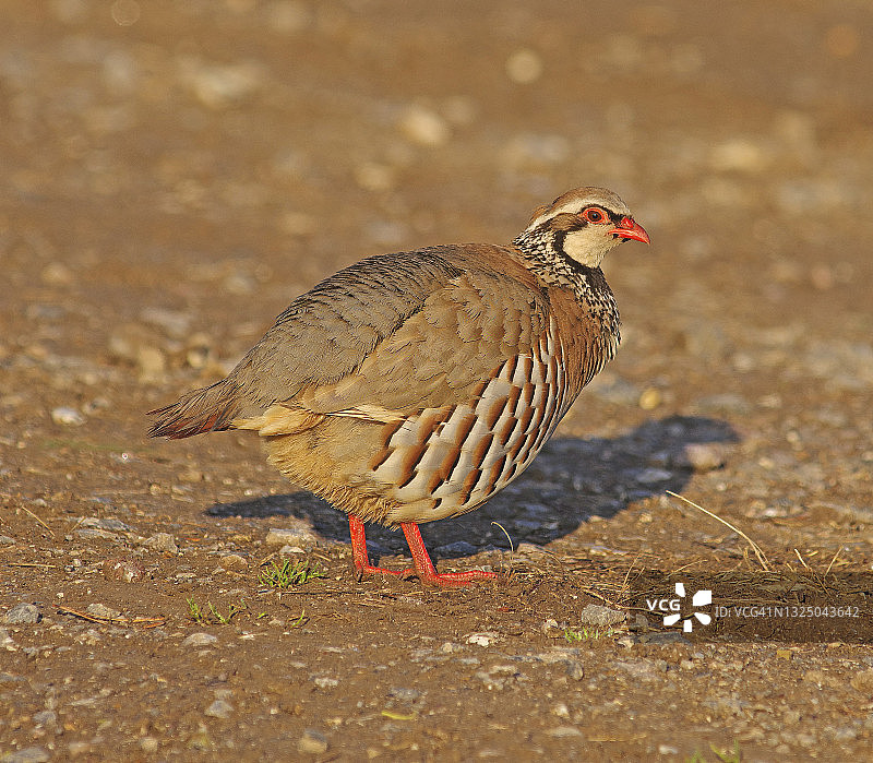 红腿石鸡[Alectoris rufa]图片素材