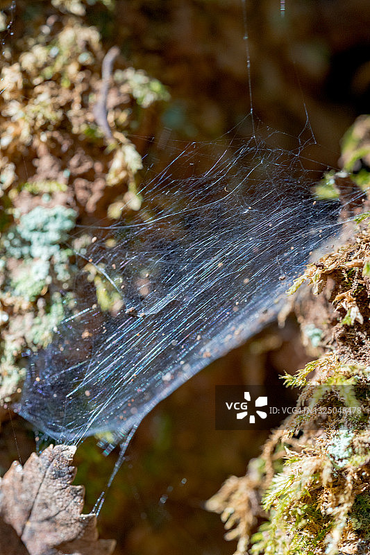 植物和蜘蛛网的微距背景图片素材