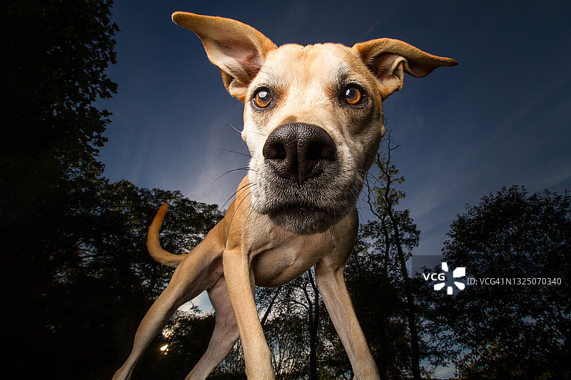 广角镜头下的狗图片素材