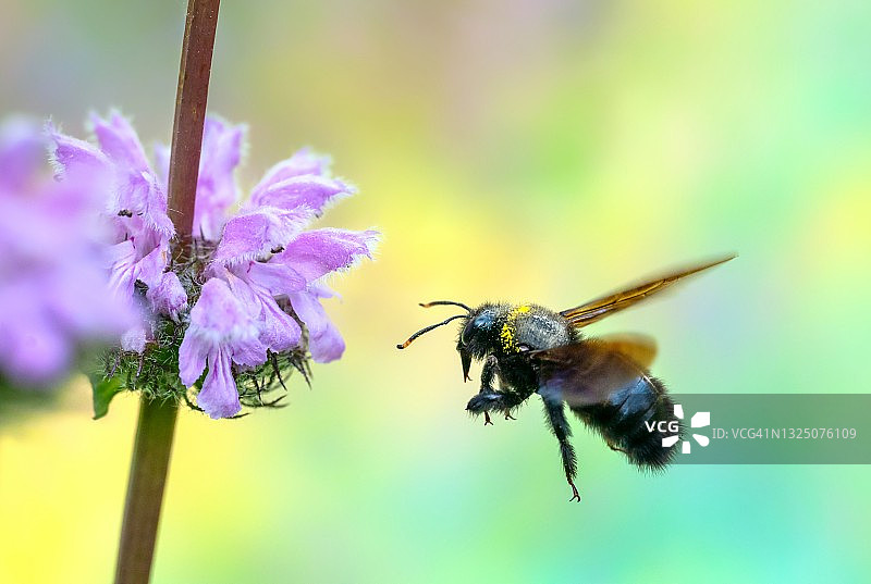火草上的熊蜂图片素材