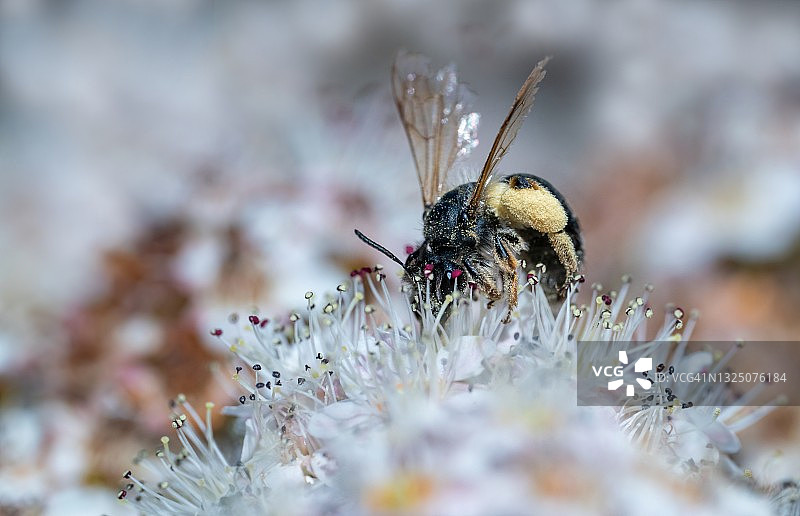 食蚜蝇图片素材