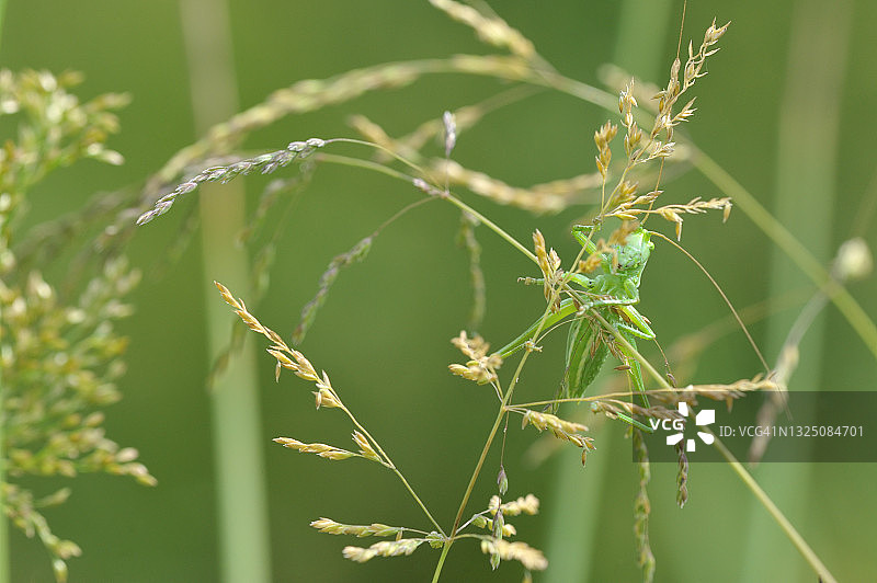 蚱蜢图片素材