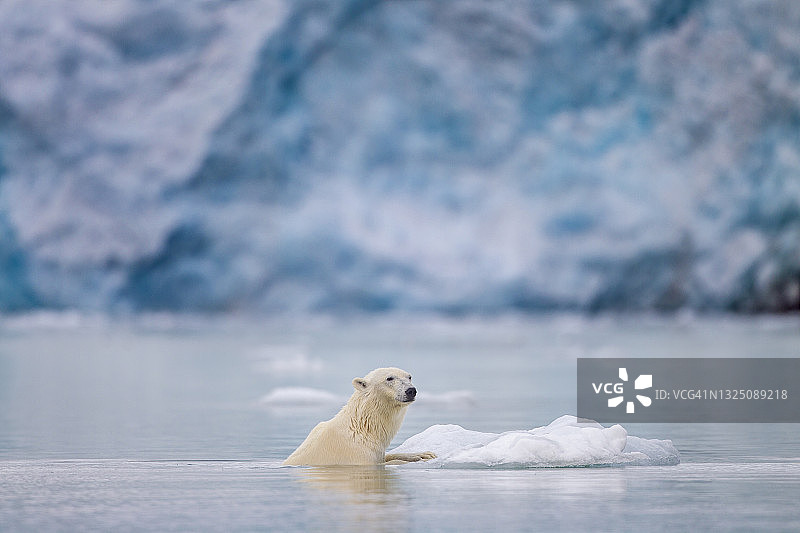 斯瓦尔巴群岛熊岛冰川附近，北极熊爬上冰山图片素材
