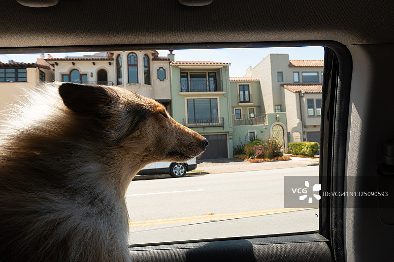车内拍摄：苏格兰牧羊犬享受着微风图片素材