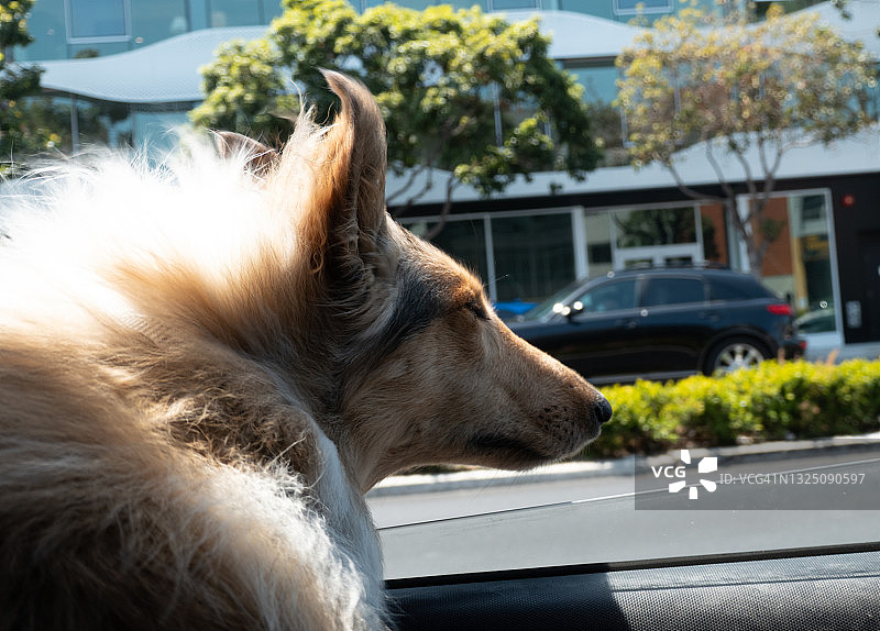 车内拍摄：苏格兰牧羊犬享受着微风图片素材