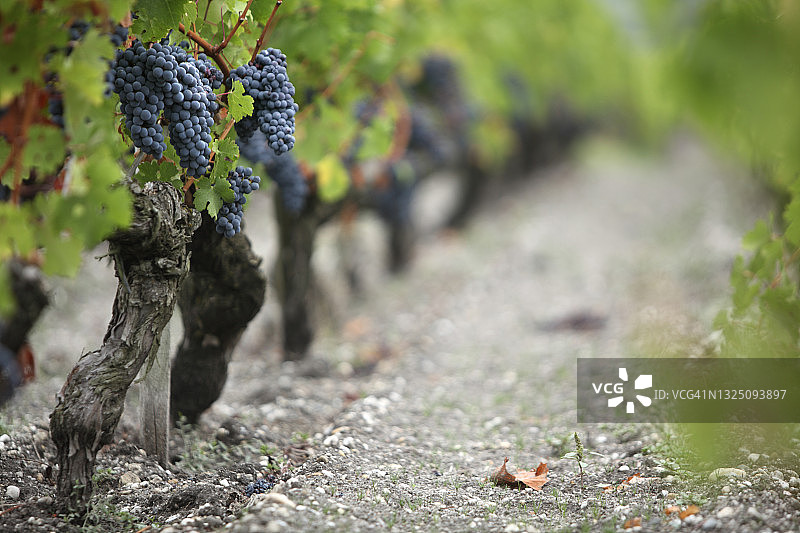 波尔多红赤霞珠葡萄图片素材