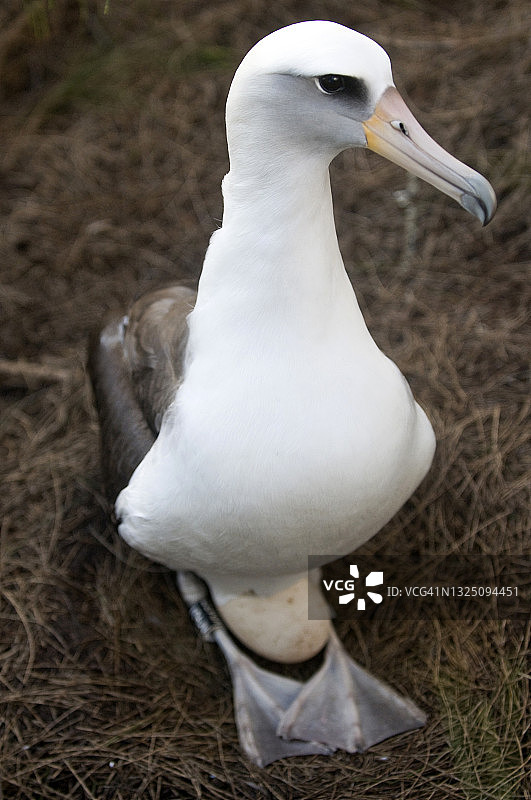 一只筑巢的莱信信天翁坐在蛋上图片素材
