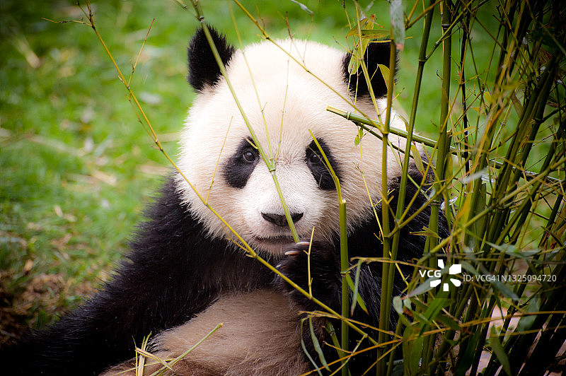 中国四川成都大熊猫繁育研究基地里的大熊猫和竹笋图片素材
