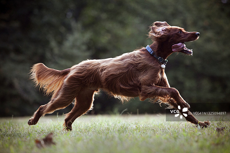 狗狗在公园里快乐地奔跑图片素材