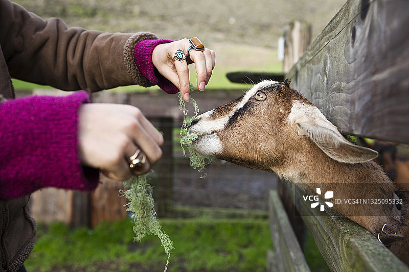 一位年轻女子在加利福尼亚州缪尔海滩的牧场，隔着栅栏给山羊喂食图片素材