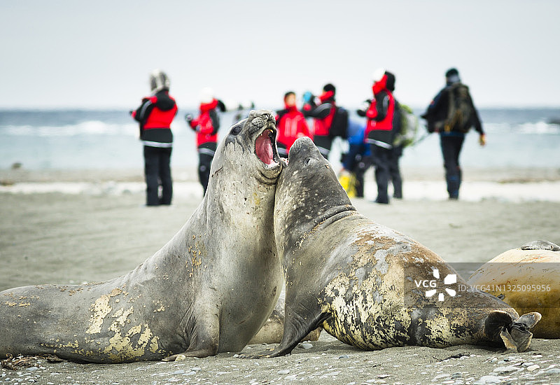 南极洲利文斯顿岛象海豹岬的象海豹与游客图片素材