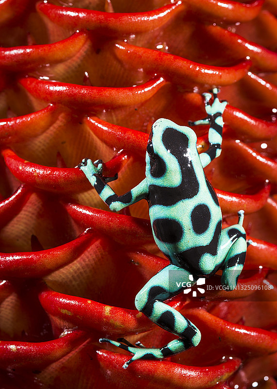 绿色黑色毒镖蛙图片素材