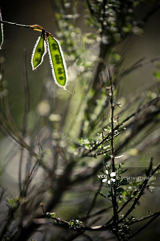 种子荚图片素材