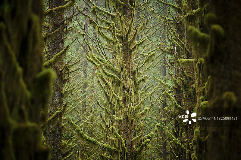 长满青苔的森林图片素材