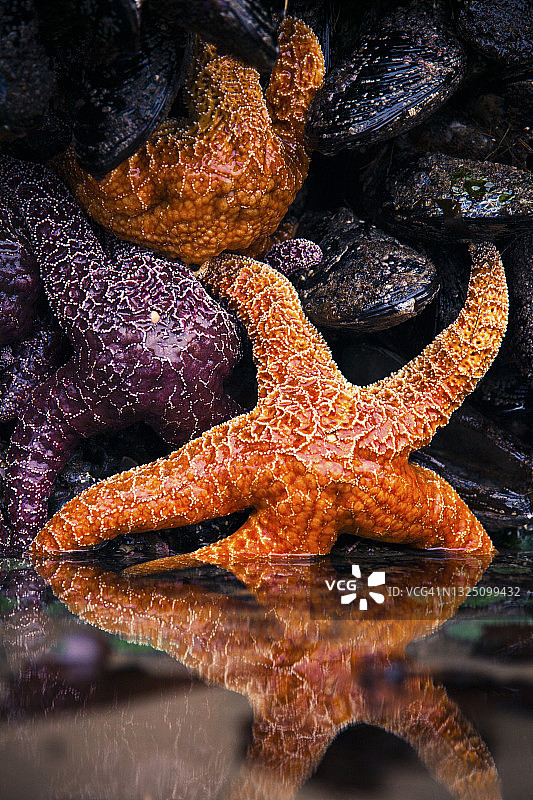 潮汐池中反射的海星和加州贻贝图片素材