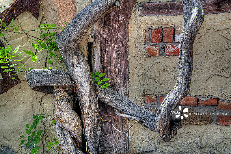 扭曲的树干和墙壁图片素材