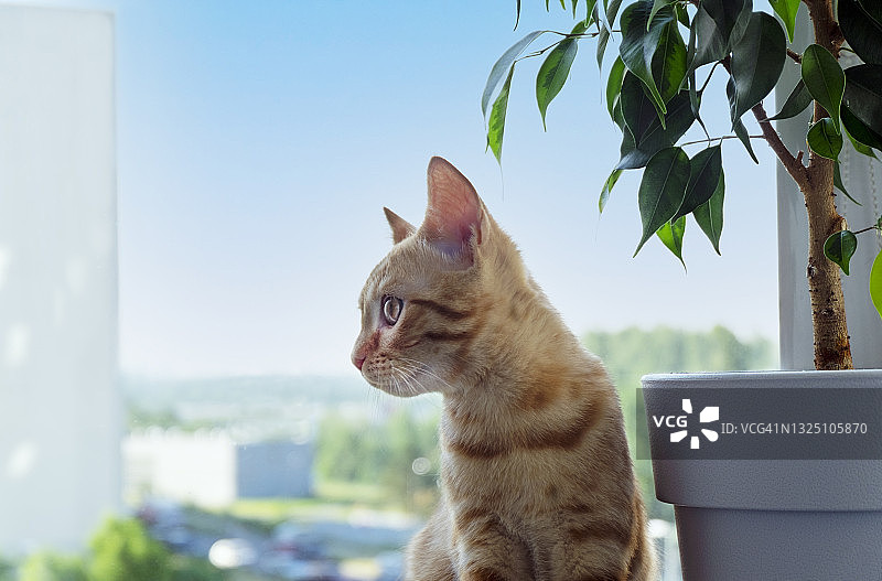 姜黄色虎斑小猫坐在窗台上侧目远望图片素材