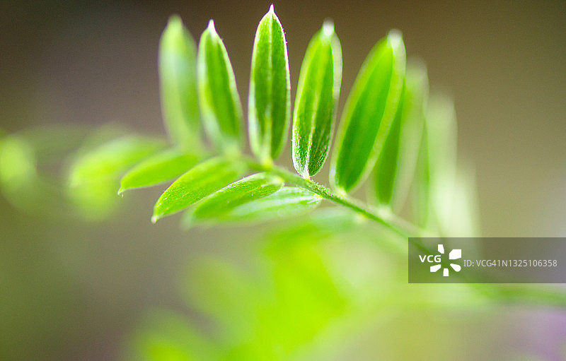 开着淡紫色小花的攀缘植物图片素材