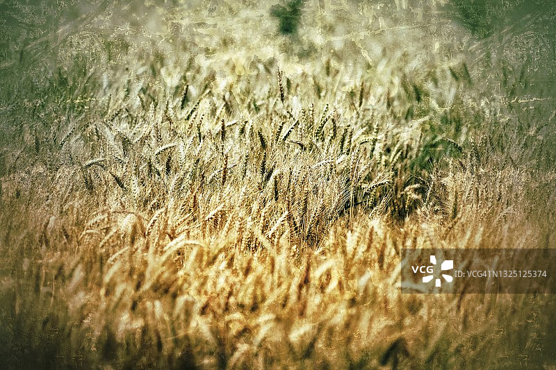 温暖的麦穗田野图片素材