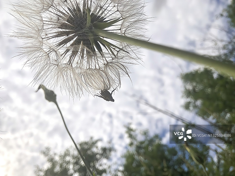婆罗门参图片素材