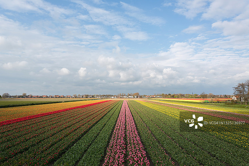 郁金香领域图片素材